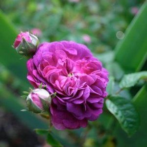 Meet your Posher, Peter